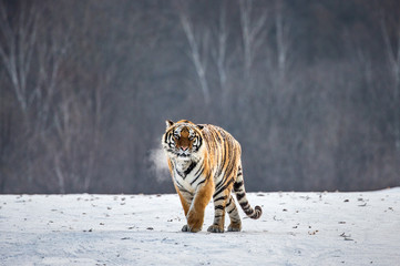 Siberian (Amur) tiger walks in a snowy glade in a cloud of steam in a hard frost. Very unusual...