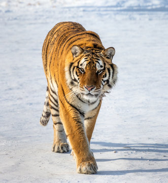 Siberian (Amur) tiger walks in a snowy glade. Very unusual image. China. Harbin. Mudanjiang province. Hengdaohezi park. Siberian Tiger Park. Winter. (Panthera tgris altaica)