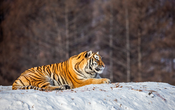 Siberian (Amur) tiger lying on a snow-covered hill. Portrait against the winter forest. China. Harbin. Mudanjiang province. Hengdaohezi park. Siberian Tiger Park. (Panthera tgris altaica)
