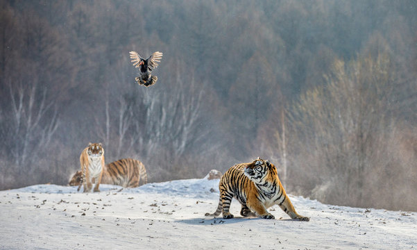Siberian (Amur) tigers in a snowy glade catch their prey. Very dynamic shot. China. Harbin. Mudanjiang province. Hengdaohezi park. Siberian Tiger Park. Winter. Hard frost. (Panthera tgris altaica)