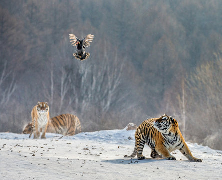 Siberian (Amur) tigers in a snowy glade catch their prey. Very dynamic shot. China. Harbin. Mudanjiang province. Hengdaohezi park. Siberian Tiger Park. Winter. Hard frost. (Panthera tgris altaica)