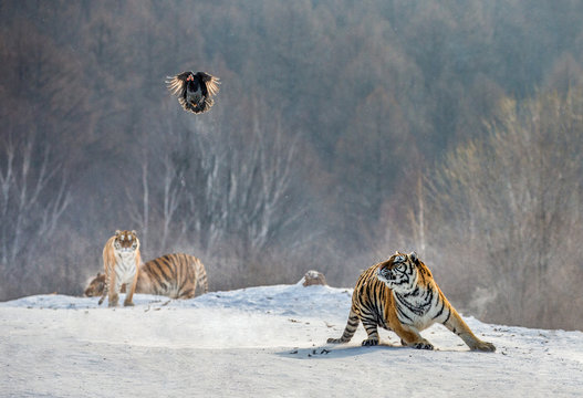 Siberian (Amur) tigers in a snowy glade catch their prey. Very dynamic shot. China. Harbin. Mudanjiang province. Hengdaohezi park. Siberian Tiger Park. Winter. Hard frost. (Panthera tgris altaica)