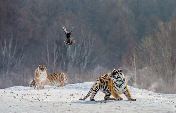 Siberian (Amur) tigers in a snowy glade catch their prey. Very dynamic shot. China. Harbin. Mudanjiang province. Hengdaohezi park. Siberian Tiger Park. Winter. Hard frost. (Panthera tgris altaica)