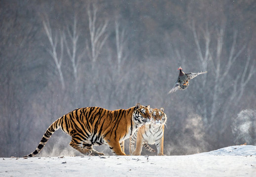Siberian (Amur) tigers in a snowy glade catch their prey. Very dynamic shot. China. Harbin. Mudanjiang province. Hengdaohezi park. Siberian Tiger Park. Winter. Hard frost. (Panthera tgris altaica)