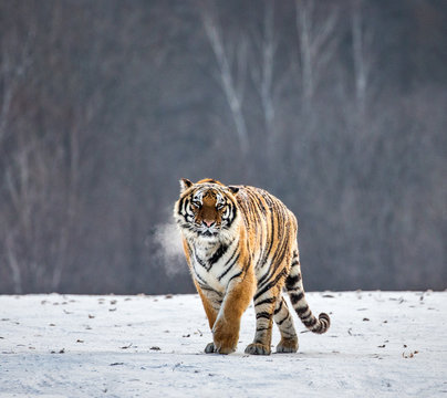 Siberian (Amur) tiger walks in a snowy glade in a cloud of steam in a hard frost. Very unusual image. China. Harbin. Mudanjiang province. Hengdaohezi park. Siberian Tiger Park. 