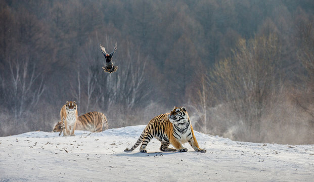 Siberian (Amur) tigers in a snowy glade catch their prey. Very dynamic shot. China. Harbin. Mudanjiang province. Hengdaohezi park. Siberian Tiger Park. Winter. Hard frost. (Panthera tgris altaica)