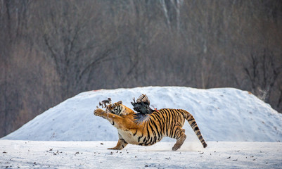 Obraz na płótnie Canvas Siberian Tiger in a snowy glade catch their prey. Very dynamic photo. China. Harbin. Mudanjiang province. Hengdaohezi park. Siberian Tiger Park. Winter. Hard frost. (Panthera tgris altaica)