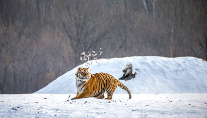 Siberian Tiger in a snowy glade catch their prey. Very dynamic photo. China. Harbin. Mudanjiang...