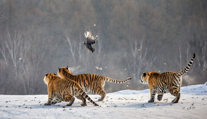 Siberian tigers in a snowy glade catch their prey. Very dynamic shot. China. Harbin. Mudanjiang...