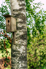 A Closeup of the Birdhouse on a Birch Tree on Early Sunny Spring Day