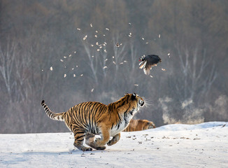 Fototapeta na wymiar Siberian tigers in a snowy glade catch their prey. Very dynamic shot. China. Harbin. Mudanjiang province. Hengdaohezi park. Siberian Tiger Park. Winter. Hard frost. (Panthera tgris altaica)