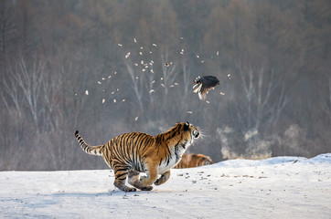 Plakat Siberian tigers in a snowy glade catch their prey. Very dynamic shot. China. Harbin. Mudanjiang province. Hengdaohezi park. Siberian Tiger Park. Winter. Hard frost. (Panthera tgris altaica)