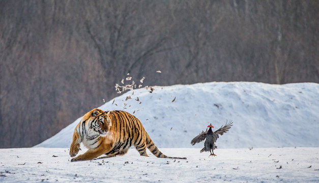 Fototapeta Siberian Tiger in a snowy glade catch their prey. Very dynamic photo. China. Harbin. Mudanjiang province. Hengdaohezi park. Siberian Tiger Park. Winter. Hard frost. (Panthera tgris altaica)