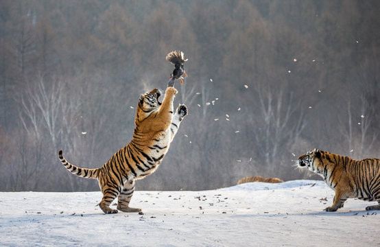 Siberian tigers in a snowy glade catch their prey. Very dynamic shot. China. Harbin. Mudanjiang province. Hengdaohezi park. Siberian Tiger Park. Winter. Hard frost. (Panthera tgris altaica)