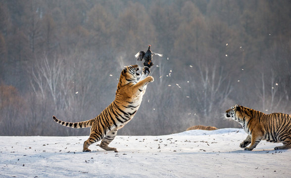 Siberian tigers in a snowy glade catch their prey. Very dynamic shot. China. Harbin. Mudanjiang province. Hengdaohezi park. Siberian Tiger Park. Winter. Hard frost. (Panthera tgris altaica)