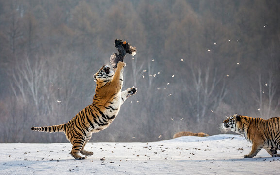 Fototapeta Siberian tigers in a snowy glade catch their prey. Very dynamic shot. China. Harbin. Mudanjiang province. Hengdaohezi park. Siberian Tiger Park. Winter. Hard frost. (Panthera tgris altaica)