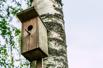 A Closeup of the Birdhouse on a Birch Tree on Early Sunny Spring Day