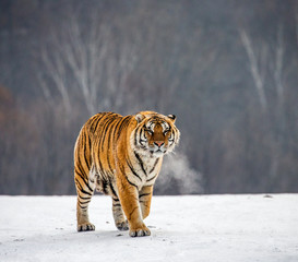 Siberian tiger walks in a snowy glade in a hard frost. Very unusual image. China. Harbin....