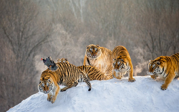 Several siberian tigers are standing on a snow-covered hill and catch prey. China. Harbin. Mudanjiang province. Hengdaohezi park. Siberian Tiger Park. Winter. Hard frost. (Panthera tgris altaica)