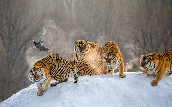 Several siberian tigers are standing on a snow-covered hill and catch prey. China. Harbin. Mudanjiang province. Hengdaohezi park. Siberian Tiger Park. Winter. Hard frost. (Panthera tgris altaica)