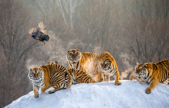 Several siberian tigers are standing on a snow-covered hill and catch prey. China. Harbin. Mudanjiang province. Hengdaohezi park. Siberian Tiger Park. Winter. Hard frost. (Panthera tgris altaica)