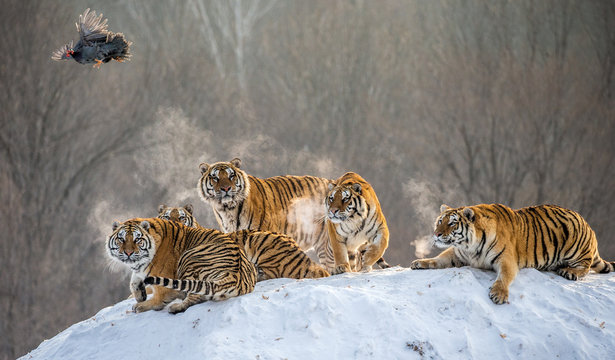 Several siberian tigers are standing on a snow-covered hill and catch prey. China. Harbin. Mudanjiang province. Hengdaohezi park. Siberian Tiger Park. Winter. Hard frost. (Panthera tgris altaica)