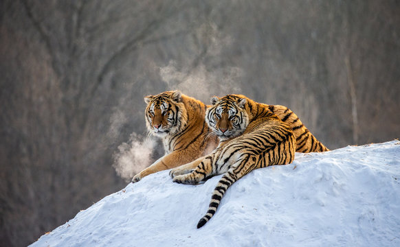 Pair of Siberian tigers on a snowy hill against the backdrop of a winter forest. China. Harbin. Mudanjiang province. Hengdaohezi park. Siberian Tiger Park. Winter. Hard frost. (Panthera tgris altaica)