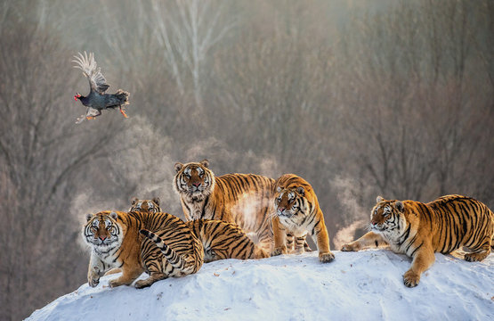 Several siberian tigers are standing on a snow-covered hill and catch prey. China. Harbin. Mudanjiang province. Hengdaohezi park. Siberian Tiger Park. Winter. Hard frost. (Panthera tgris altaica)