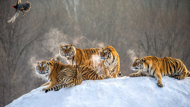 Several siberian tigers are standing on a snow-covered hill and catch prey. China. Harbin. Mudanjiang province. Hengdaohezi park. Siberian Tiger Park. Winter. Hard frost. (Panthera tgris altaica)