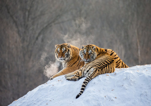 Pair of Siberian tigers on a snowy hill against the backdrop of a winter forest. China. Harbin. Mudanjiang province. Hengdaohezi park. Siberian Tiger Park. Winter. Hard frost. (Panthera tgris altaica)