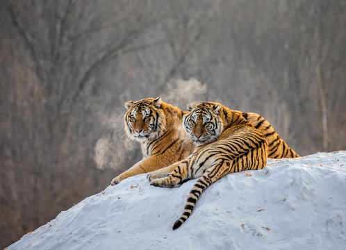 Pair of Siberian tigers on a snowy hill against the backdrop of a winter forest. China. Harbin. Mudanjiang province. Hengdaohezi park. Siberian Tiger Park. Winter. Hard frost. (Panthera tgris altaica)