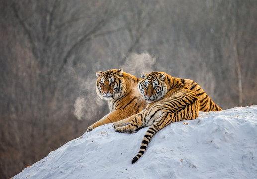 Pair of Siberian tigers on a snowy hill against the backdrop of a winter forest. China. Harbin. Mudanjiang province. Hengdaohezi park. Siberian Tiger Park. Winter. Hard frost. (Panthera tgris altaica)