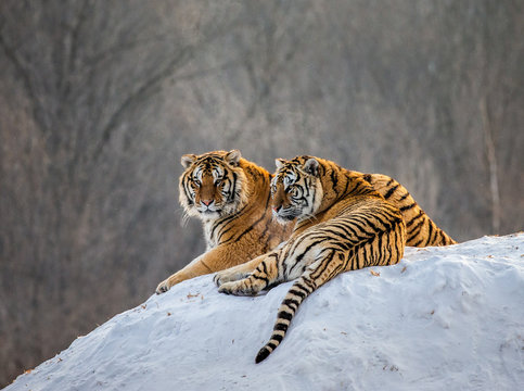 Fototapeta Pair of Siberian tigers on a snowy hill against the backdrop of a winter forest. China. Harbin. Mudanjiang province. Hengdaohezi park. Siberian Tiger Park. Winter. Hard frost. (Panthera tgris altaica)