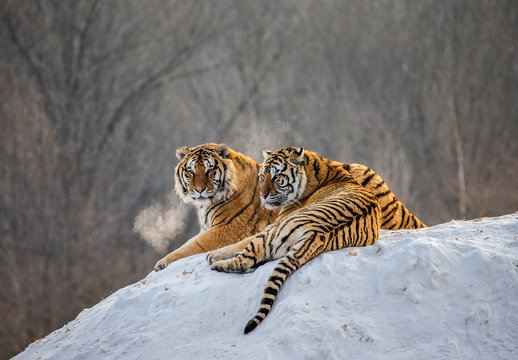 Pair of Siberian tigers on a snowy hill against the backdrop of a winter forest. China. Harbin. Mudanjiang province. Hengdaohezi park. Siberian Tiger Park. Winter. Hard frost. (Panthera tgris altaica)