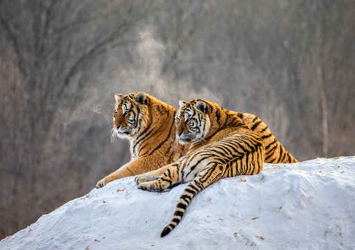 Fototapeta Pair of Siberian tigers on a snowy hill against the backdrop of a winter forest. China. Harbin. Mudanjiang province. Hengdaohezi park. Siberian Tiger Park. Winter. Hard frost. (Panthera tgris altaica)