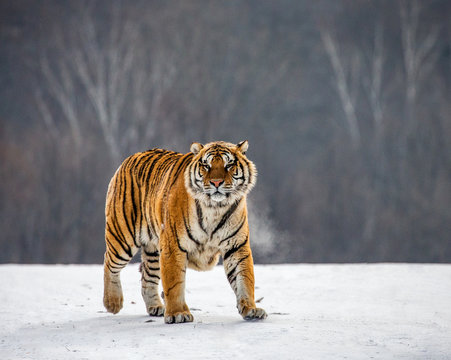 Siberian tiger walks in a snowy glade in a hard frost. Very unusual image. China. Harbin. Mudanjiang province. Hengdaohezi park. Siberian Tiger Park. Winter. (Panthera tgris altaica)