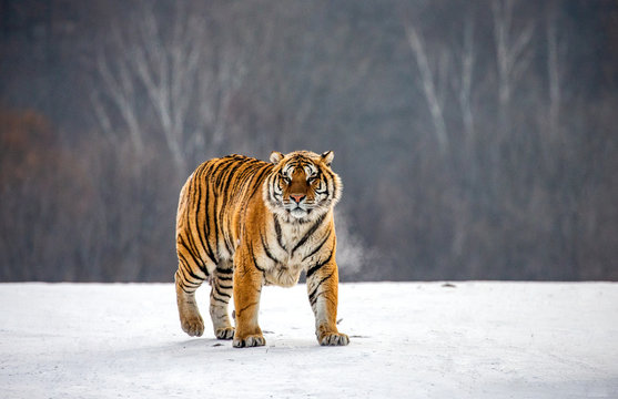 Siberian tiger walks in a snowy glade in a hard frost. Very unusual image. China. Harbin. Mudanjiang province. Hengdaohezi park. Siberian Tiger Park. Winter. (Panthera tgris altaica)