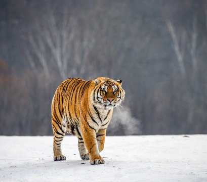 Siberian tiger walks in a snowy glade in a hard frost. Very unusual image. China. Harbin. Mudanjiang province. Hengdaohezi park. Siberian Tiger Park. Winter. (Panthera tgris altaica)