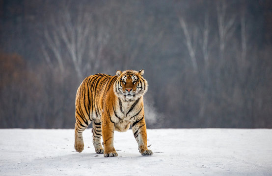 Siberian tiger walks in a snowy glade in a hard frost. Very unusual image. China. Harbin. Mudanjiang province. Hengdaohezi park. Siberian Tiger Park. Winter. (Panthera tgris altaica)