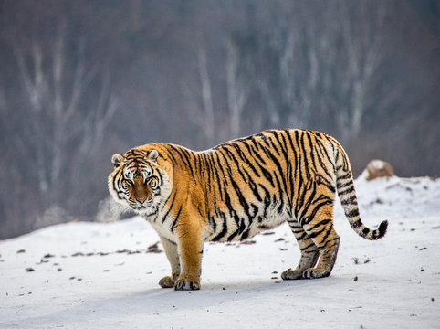Siberian tiger is standing on a snowy glade in a hard frost. China. Harbin. Mudanjiang province. Hengdaohezi park. Siberian Tiger Park. Winter. Hard frost. (Panthera tgris altaica)