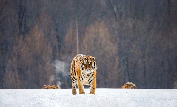 Siberian tiger walks in a snowy glade in a hard frost. Very unusual image. China. Harbin. Mudanjiang province. Hengdaohezi park. Siberian Tiger Park. Winter. (Panthera tgris altaica)