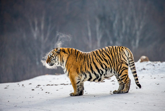 Siberian tiger is standing on a snowy glade in a hard frost. China. Harbin. Mudanjiang province. Hengdaohezi park. Siberian Tiger Park. Winter. Hard frost. (Panthera tgris altaica)