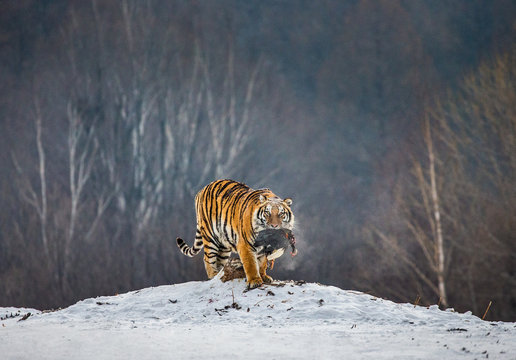 Siberian tiger stands in a snowy glade with prey. China. Harbin. Mudanjiang province. Hengdaohezi park. Siberian Tiger Park. Winter. Hard frost. (Panthera tgris altaica)