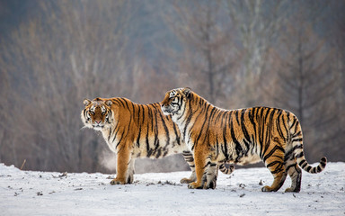 Fototapeta na wymiar Pair of Siberian tigers in a snowy glade. China. Harbin. Mudanjiang province. Hengdaohezi park. Siberian Tiger Park. Winter. Hard frost. (Panthera tgris altaica)