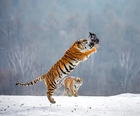 Papier Peint photo Lavable Tigre Le tigre de Sibérie dans un saut attrape sa proie. Tir très dynamique. Chine. Harbin. province de Mudanjiang. Parc Hengdaohezi. Parc des tigres de Sibérie. L& 39 hiver. Gel dur. (Panthera tgris altaica)