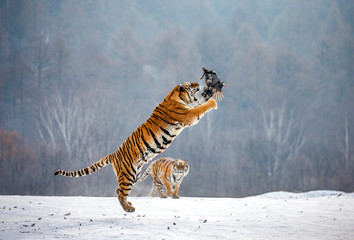 Fototapeta na wymiar Siberian tiger in a jump catches its prey. Very dynamic shot. China. Harbin. Mudanjiang province. Hengdaohezi park. Siberian Tiger Park. Winter. Hard frost. (Panthera tgris altaica)
