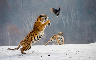 Foto op Plexiglas Tijger Siberische tijger in een sprong vangt zijn prooi. Zeer dynamische opname. China. Harbin. provincie Mudanjiang. Hengdaohezi-park. Siberisch tijgerpark. Winter. Harde vorst. (Panthera tgris altaica)