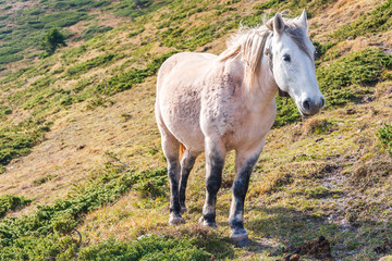 wild horse in the mountain