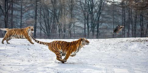 Siberian tigers in a snowy glade catch their prey. Very dynamic shot. China. Harbin. Mudanjiang...