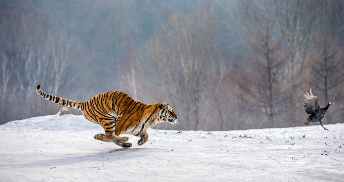 Fototapeta Siberian tigers in a snowy glade catch their prey. Very dynamic shot. China. Harbin. Mudanjiang province. Hengdaohezi park. Siberian Tiger Park. Winter. Hard frost. (Panthera tgris altaica)